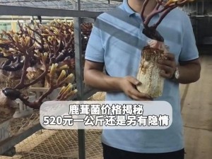 51dadou仙踪林食用菌行情-51dadou 仙踪林食用菌行情如何？