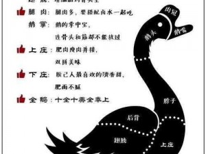 杀鹅的正确方法图解：详细步骤解析与操作指南