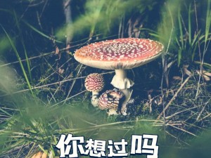 关于蘑菇的视频(蘑菇探秘：视频带你了解蘑菇的奥秘)