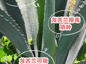 醉龙草每日产量揭秘：探寻其生长周期与产量极限