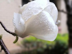 头埋在我花丛里-娇艳的花瓣拥簇着你的头，你埋在我花丛里