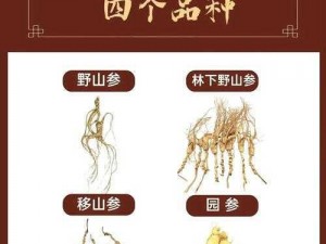 关于人工种植人参的药效：科学解析与实际效果探讨