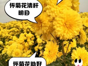 调菊花眼打烂菊花再放山药(调菊花眼打烂菊花再放山药：探秘菊花的奇妙世界)