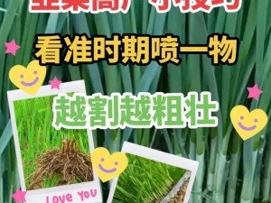 全民参与割韭菜：乐趣与实务交织的韭菜种植体验简介