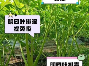 明日叶副作用详解及禁忌注意事项：了解这些再安全使用