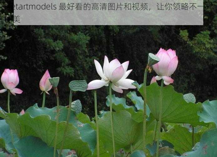 Metartmodels 最好看的高清图片和视频，让你领略不一样的美