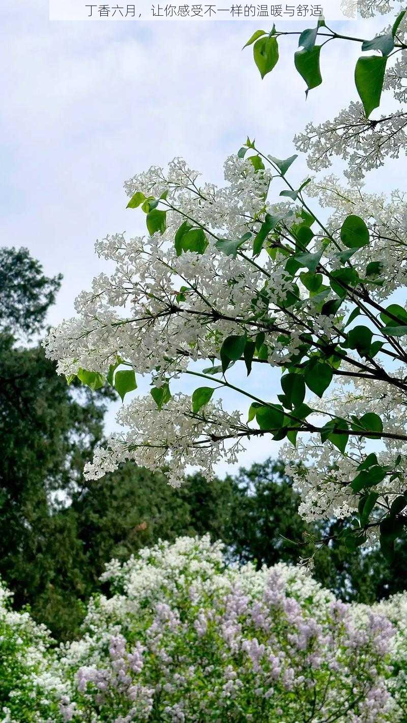 丁香六月，让你感受不一样的温暖与舒适