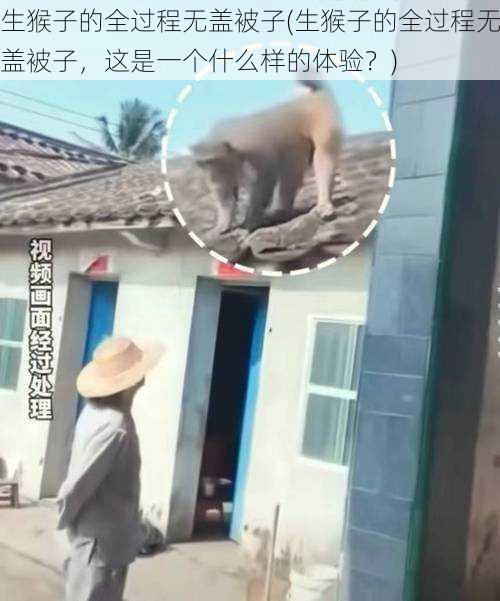 生猴子的全过程无盖被子(生猴子的全过程无盖被子，这是一个什么样的体验？)