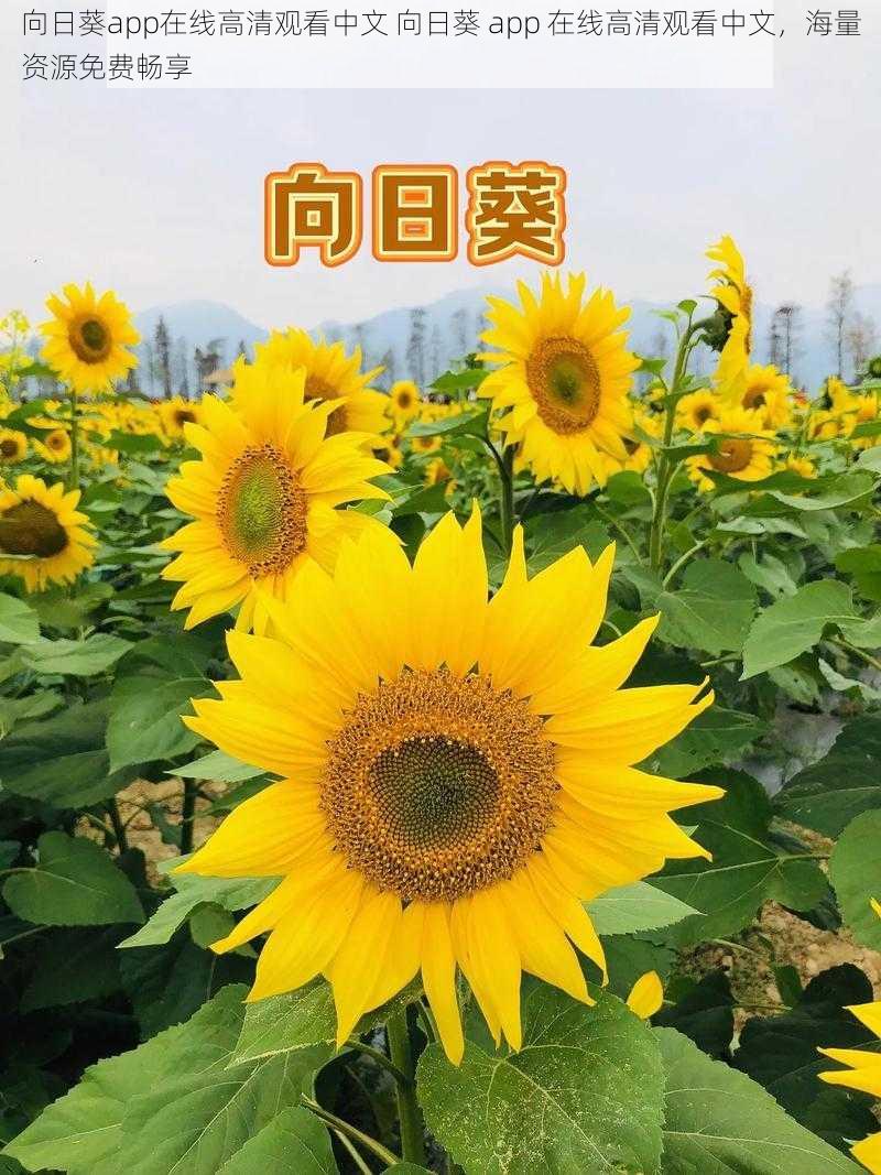 向日葵app在线高清观看中文 向日葵 app 在线高清观看中文，海量资源免费畅享