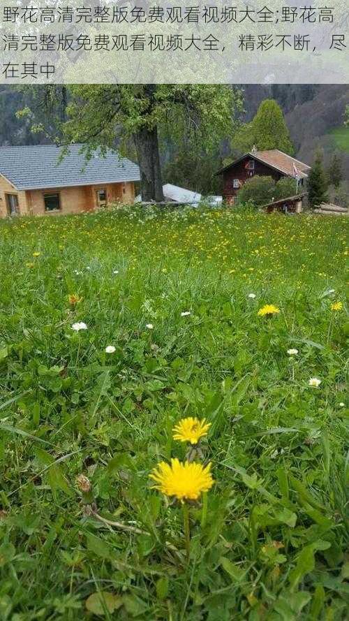 野花高清完整版免费观看视频大全;野花高清完整版免费观看视频大全，精彩不断，尽在其中