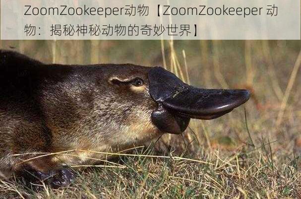 ZoomZookeeper动物【ZoomZookeeper 动物：揭秘神秘动物的奇妙世界】