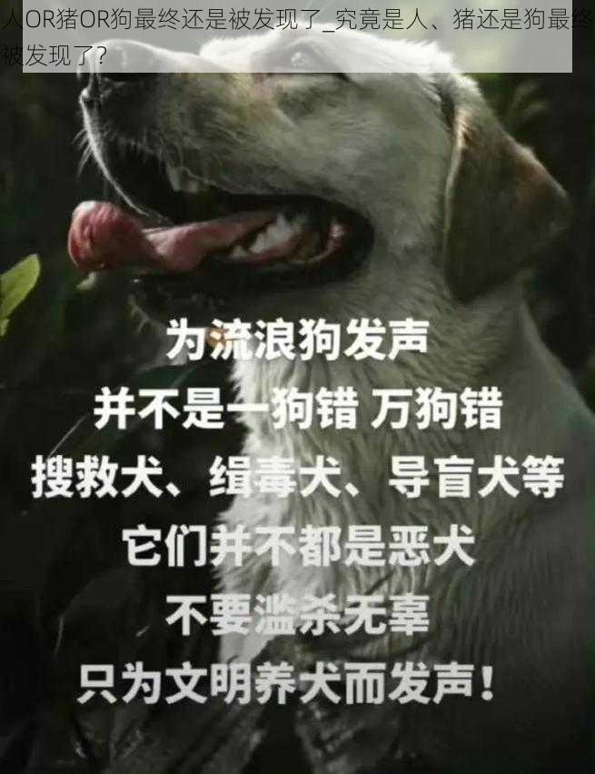 人OR猪OR狗最终还是被发现了_究竟是人、猪还是狗最终被发现了？