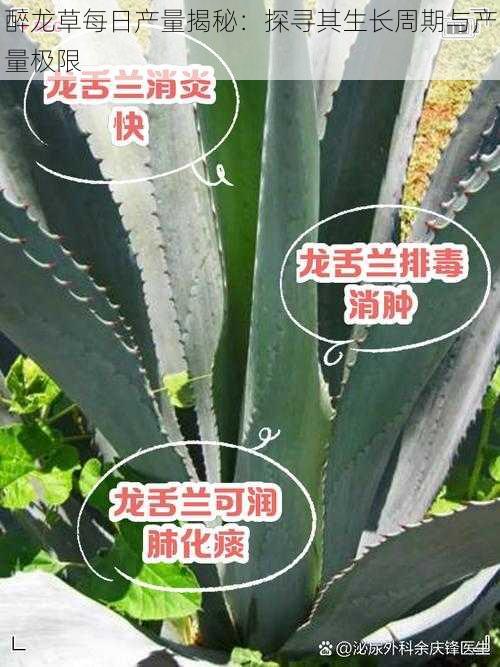 醉龙草每日产量揭秘：探寻其生长周期与产量极限