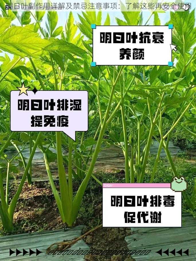 明日叶副作用详解及禁忌注意事项：了解这些再安全使用