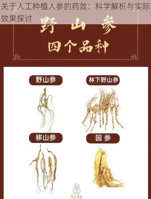 关于人工种植人参的药效：科学解析与实际效果探讨